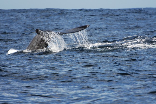 Michael Fuchs 102812 (2)