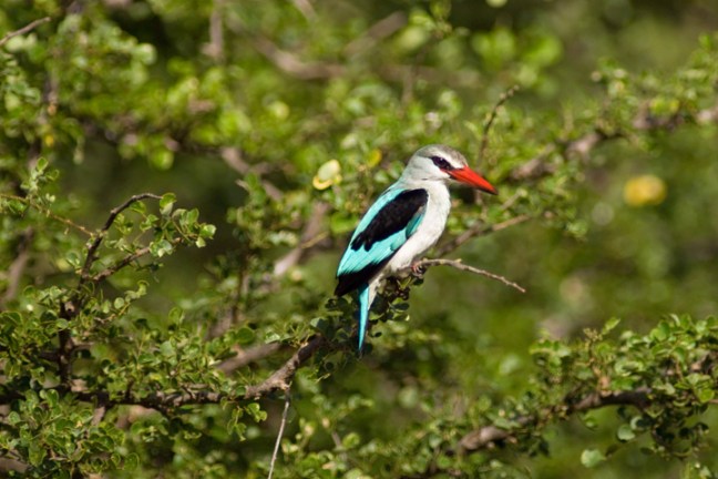 Michael Fuchs 102812 (3)