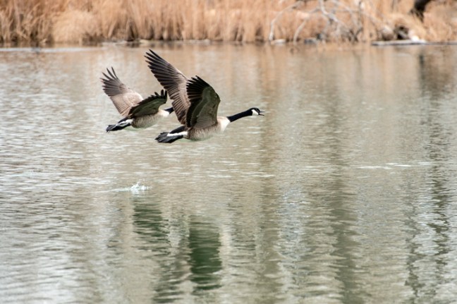 Michael Fuchs 080215 (1)