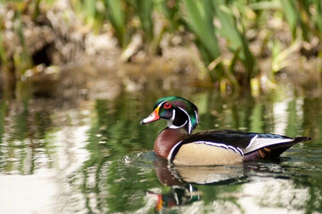 Michael Fuchs 080215 (5)