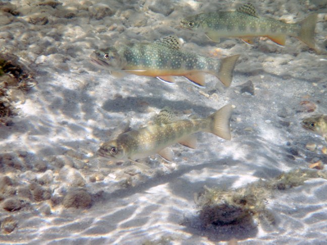 Michael Fuchs 010415 (2)