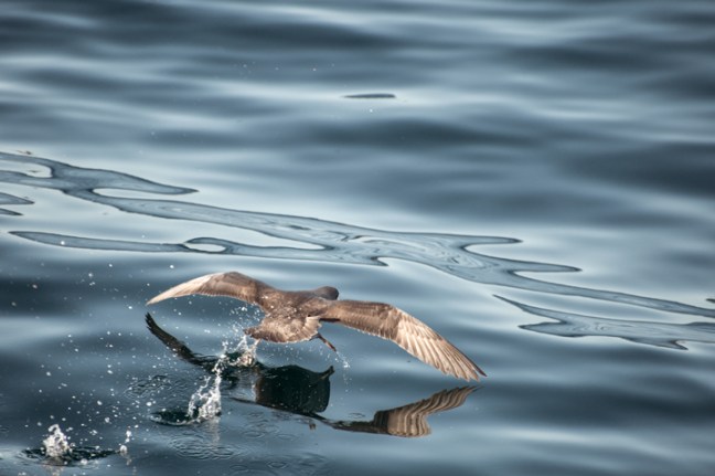 Michael Fuchs 010415 (3)