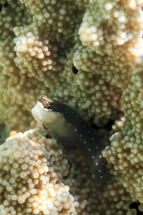 Michael Fuchs 010415 (4)