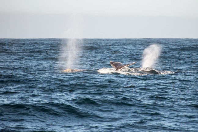 Michael Fuchs 011914 (2)