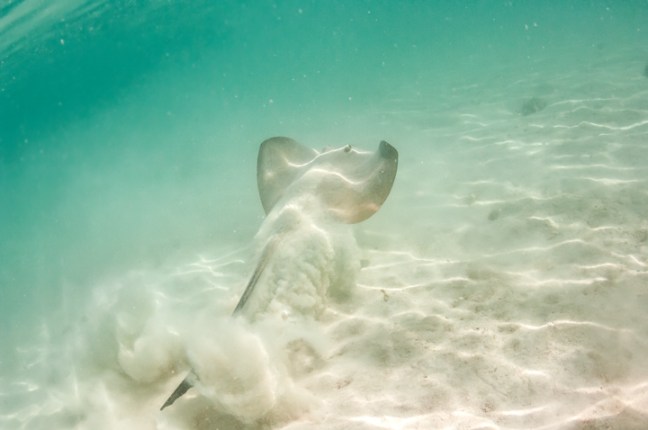 Michael Fuchs 011914 (5)