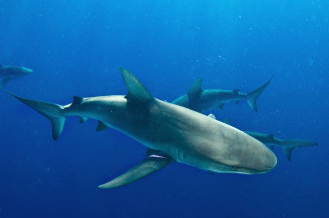 Michael Fuchs 021013 (2)