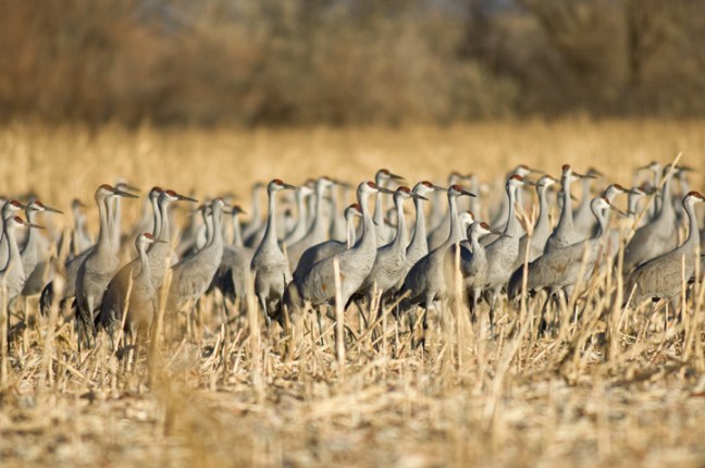 Michael Fuchs 021013 (5)