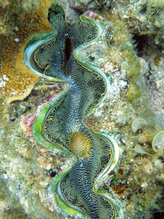 Michael Fuchs 021515 (1)