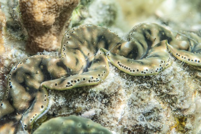 Michael Fuchs 021515 (2)