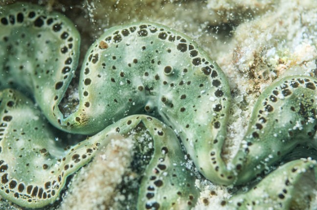 Michael Fuchs 021515 (4)