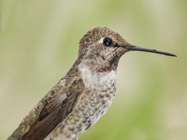 Michael Fuchs 022215 (1)