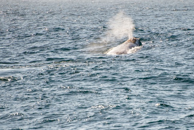 Michael Fuchs 022215 (2)