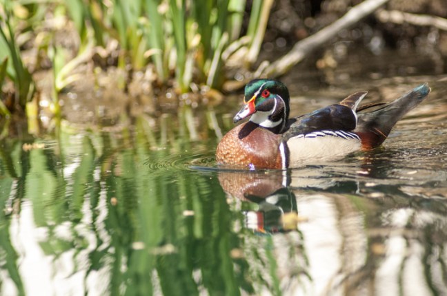 Michael Fuchs 022215 (3)