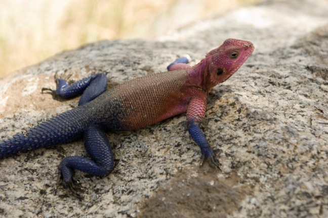 Michael Fuchs 022215 (4)