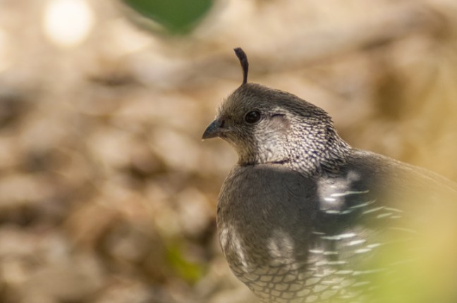 Michael Fuchs 022215 (5)