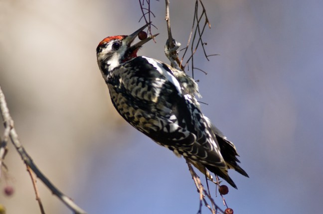 Michael Fuchs 030313 (4)