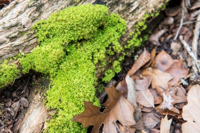 Michael Fuchs 031115 (4)