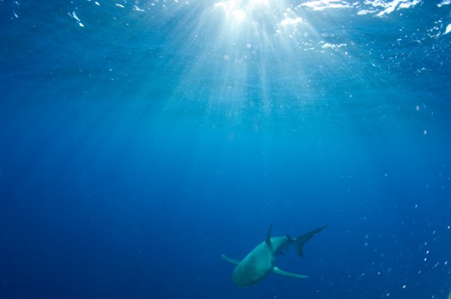 Michael Fuchs 032215 (1)