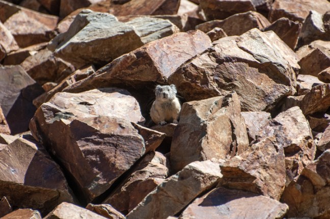 Michael Fuchs 032215 (2)