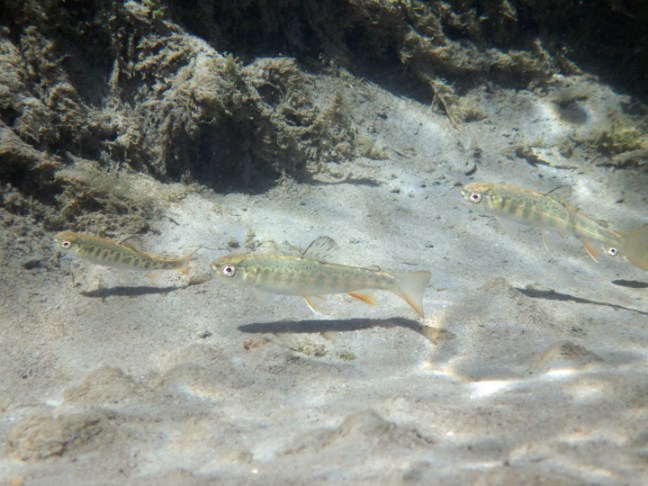 Michael Fuchs 032215 (4)