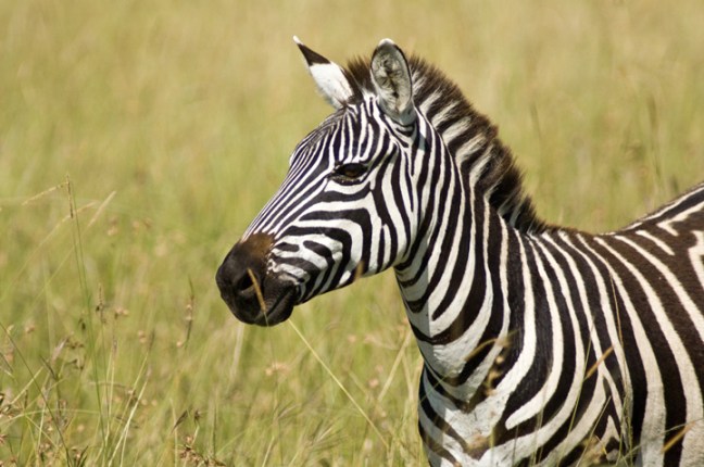 Michael Fuchs 032215 (5)