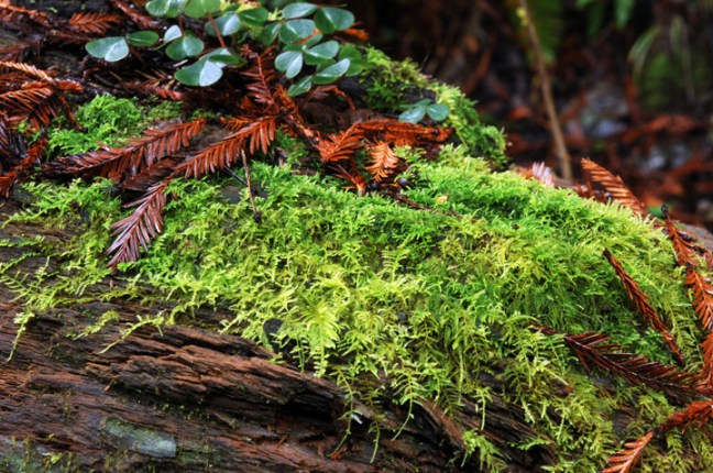 Michael Fuchs 033014 (1)