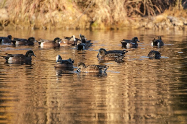 Michael Fuchs 040515 (4)