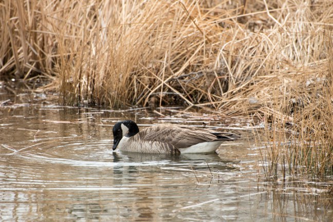 Michael Fuchs 041215 (1)