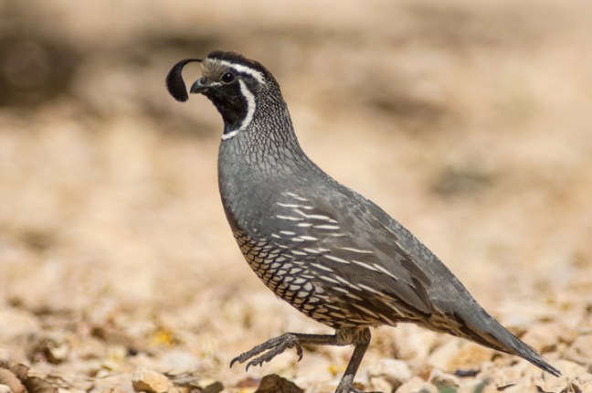 Michael Fuchs 041215 (4)