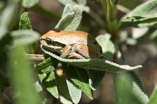 Michael Fuchs 042014 (2)