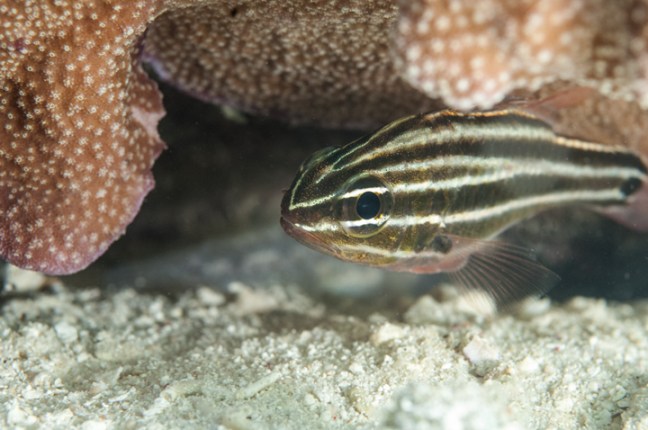 Michael Fuchs 042014 (5)