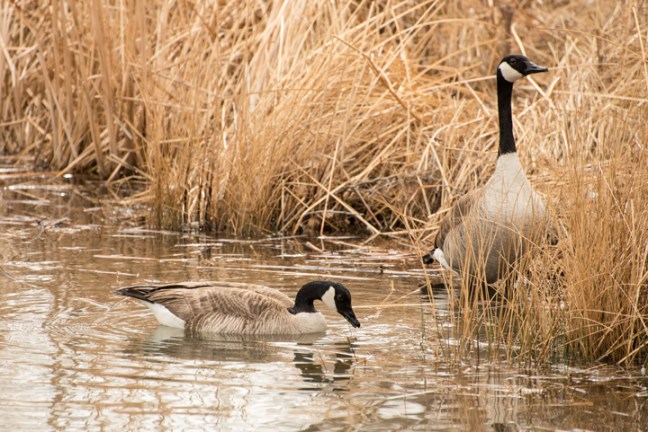 Michael Fuchs 042113 (2)