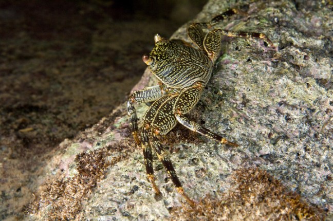 Michael Fuchs 042113 (5)