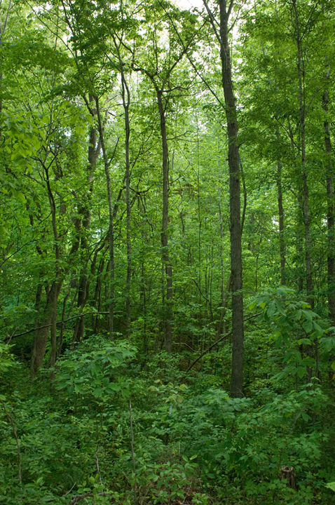 Michael Fuchs 042813 (3)