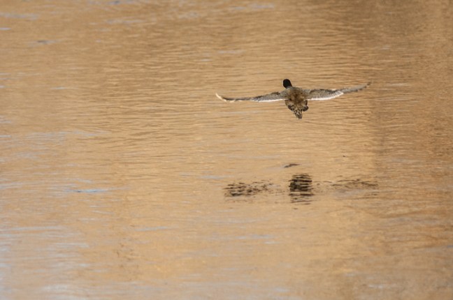 Michael Fuchs 051715 (2)