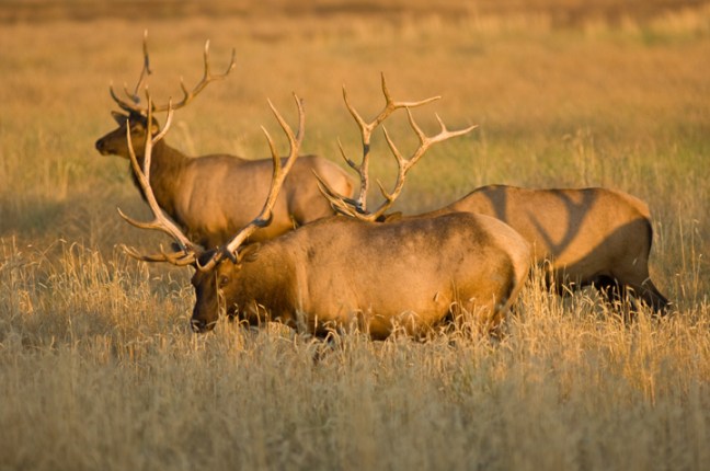 Michael Fuchs 051715 (3)