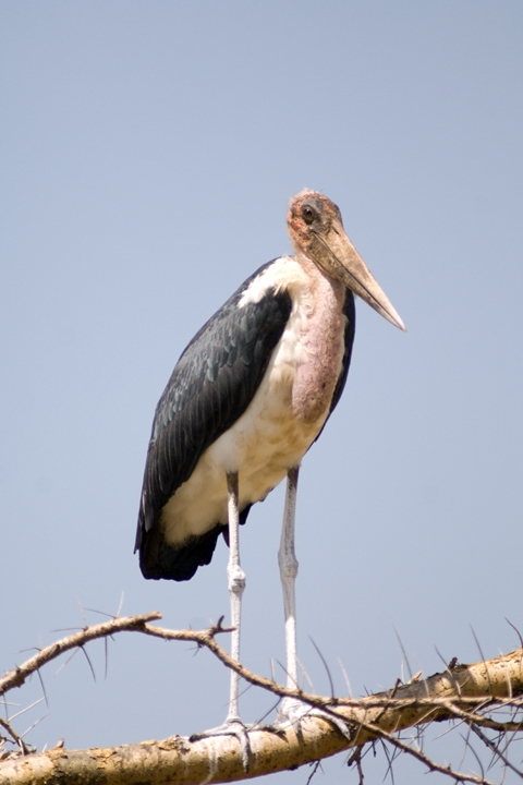 Michael Fuchs 051814 (3)