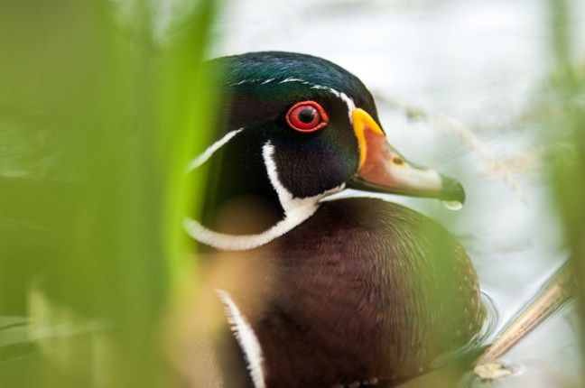 Michael Fuchs 051814 (5)