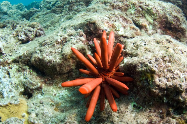 Michael Fuchs 051913 (1)