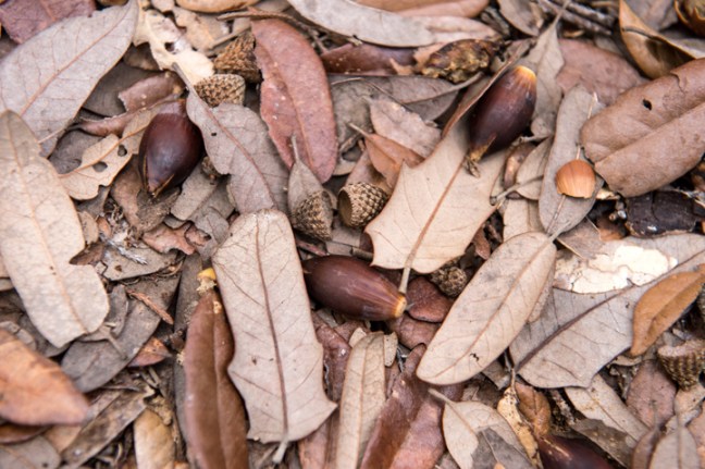 Michael Fuchs 052514 (4)