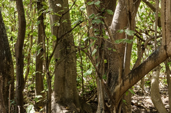 Michael Fuchs 060715 (5)