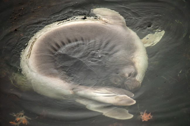 Michael Fuchs 060913