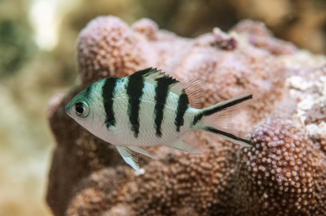 Michael Fuchs 061415