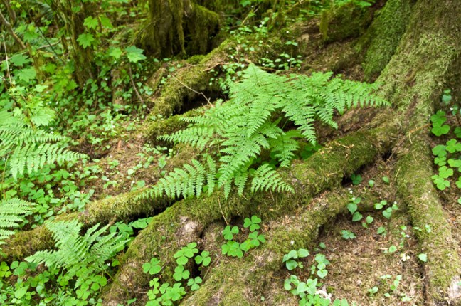 Michael Fuchs 061613 (2)