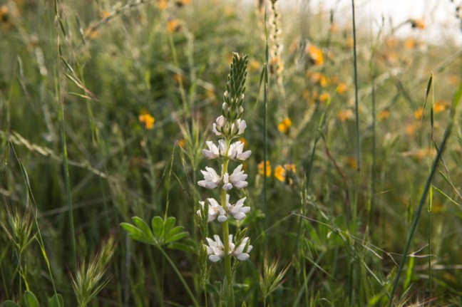 Michael Fuchs 061613 (4)