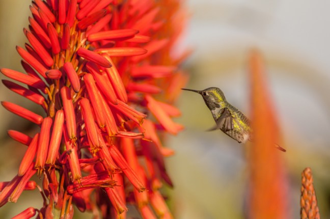 Michael Fuchs 062115 (1)