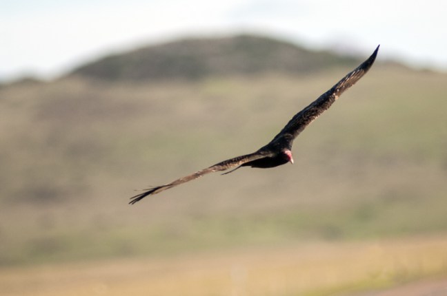 Michael Fuchs 062115 (2)