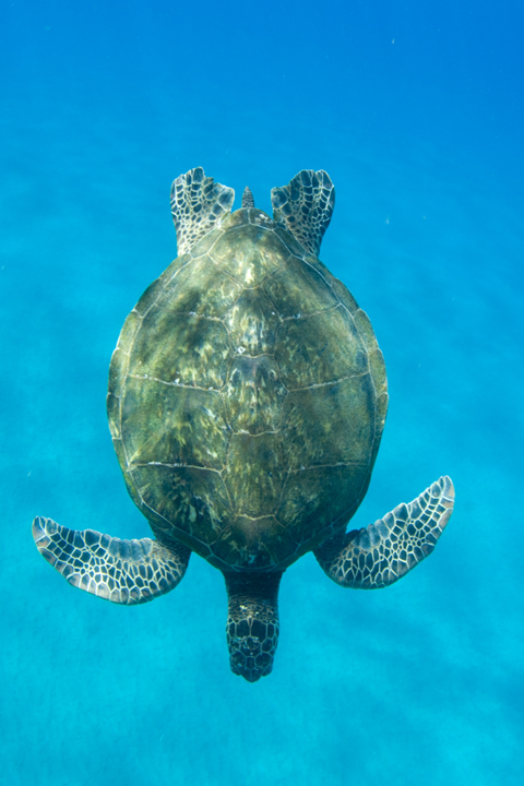 Michael Fuchs 062115 (3)