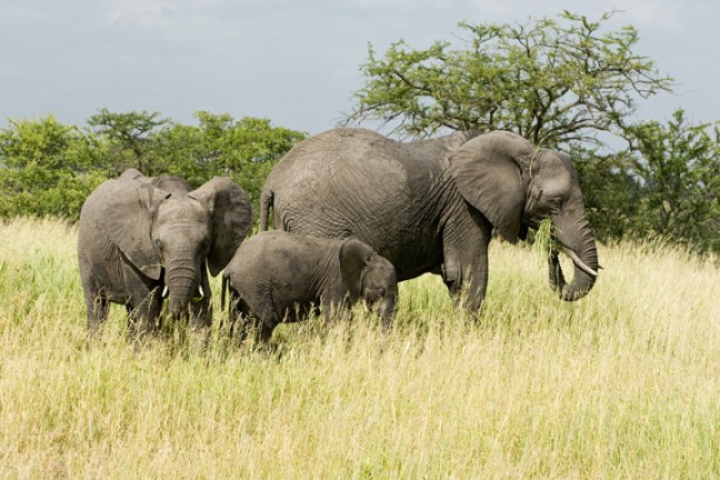 Michael Fuchs 062115 (4)