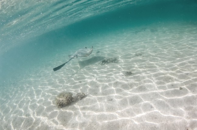 Michael Fuchs 062115 (5)